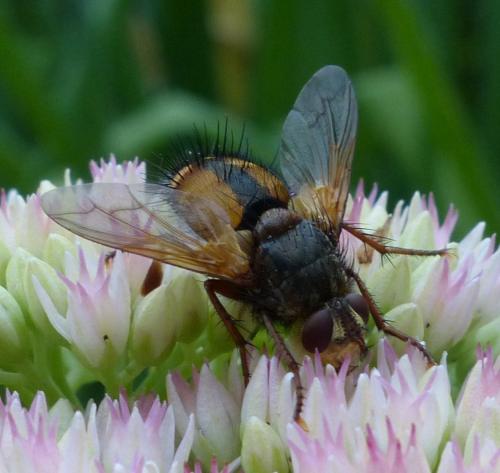Réf. 190 642 : Tachina fera